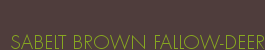 SABELT BROWN FALLOW-DEER
